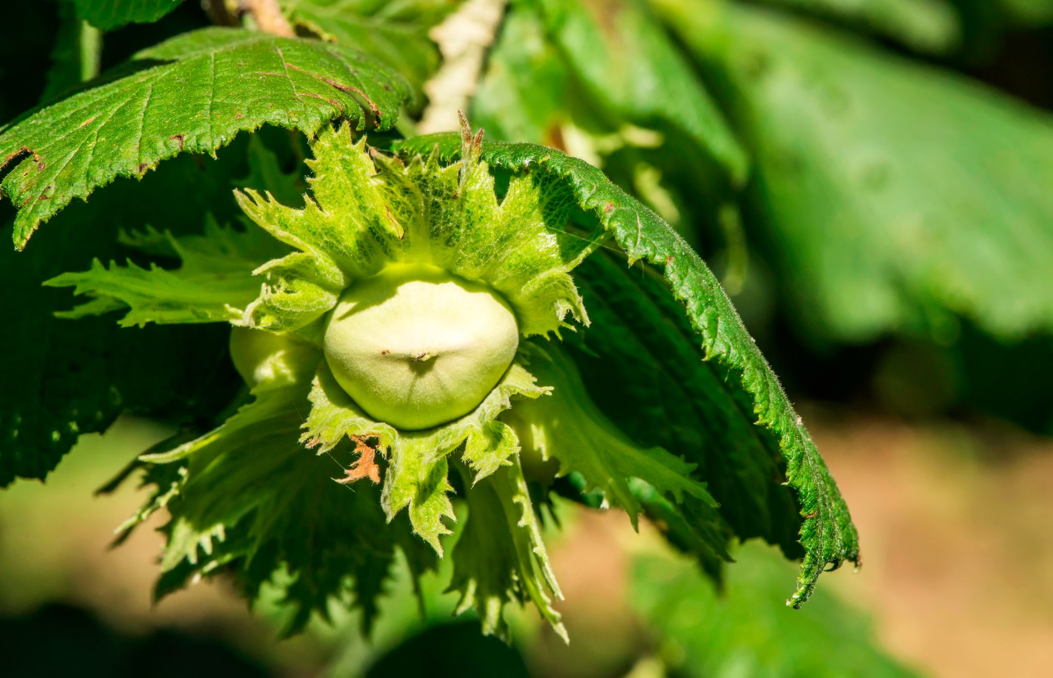 Nocciola calabrese BIO